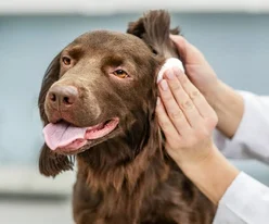 Dog Ear Infection Recognize the Warning Signs Before It Gets Worse