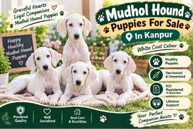 Mudhol Hound Puppies For Sale In Kanpur